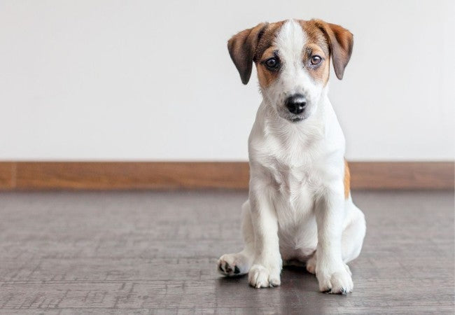 Puppy Crate Training Vet’s Step by Step Success Plan 2025 🐶🐾