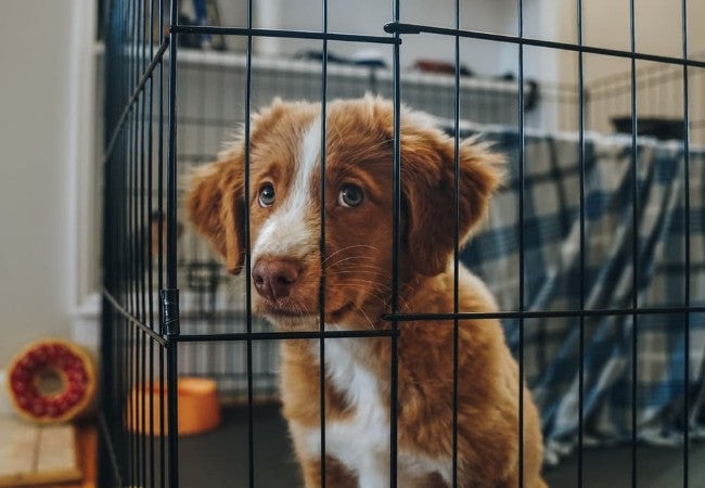 Puppy Crying 2025: Vet Guide to Comfort, Training & Well Being 🐶💤