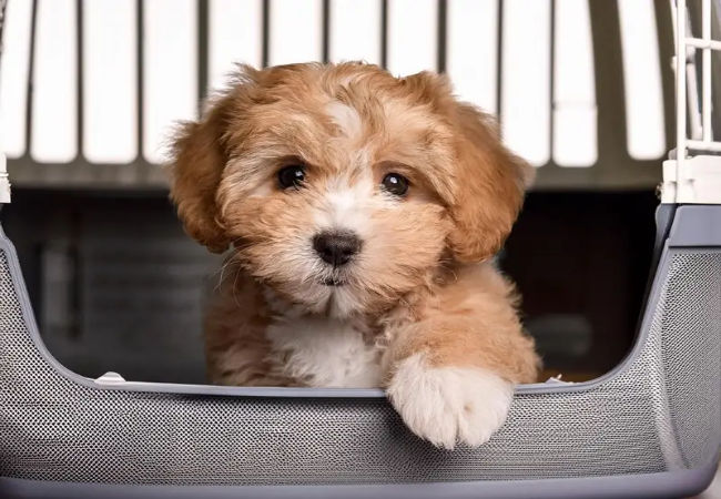 Puppy Crying in Crate (2025): Vet-Approved Calming & Training 🐶💤