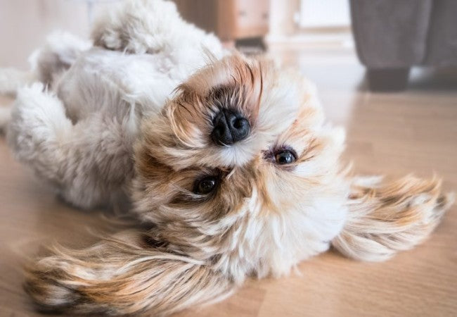 Puppy Diarrhea 2025: Vet Reviewed Guide to Causes, Home Care & When to Seek Help 🐾