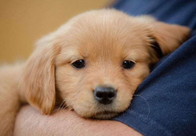 Puppy Strangles 2025: Vet Guide to Symptoms, Diagnosis & Care 🐶🛡️