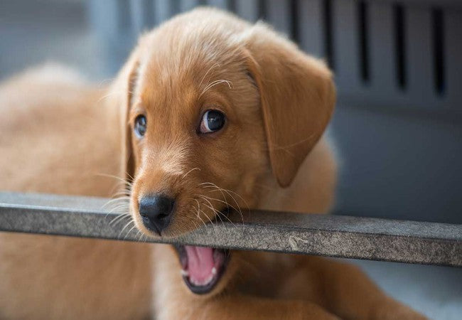 Puppy Teething 2025: Vet Approved Timeline, Comfort & Dental Care 🦷🐶