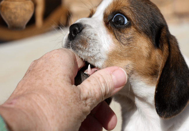 Puppy Teething Care 2025: Vet Tips for Comfort, Safety & Strong Teeth 🦷🐶