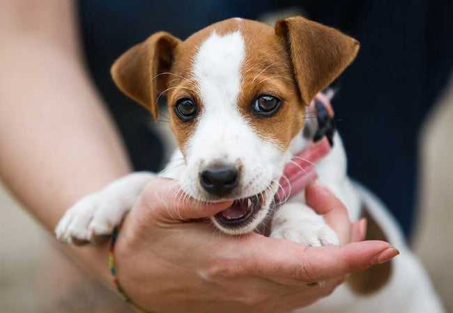 Puppy Teething Timeline