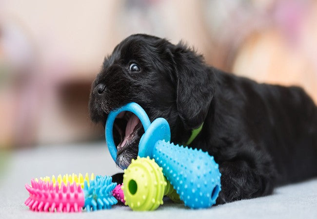 Puppy Teething Toys & Stages (2025): Vet Approved Guide to Comfort & Safety 🦷