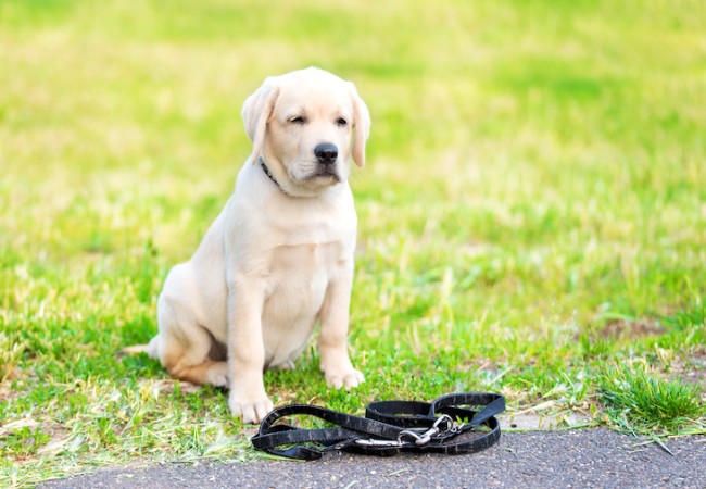 Puppy Won’t Walk?