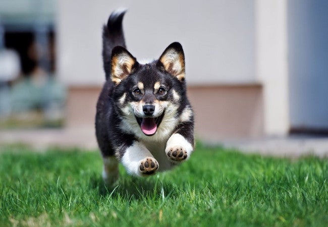 Puppy Zoomies Explained