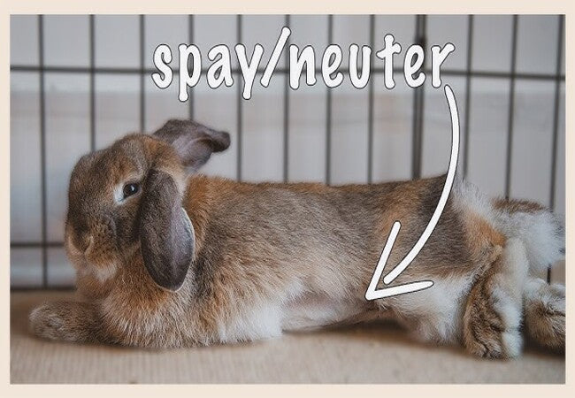 Rabbit Spay & Neuter Surgery 2025: Comprehensive Vet Guide 🐾🩺