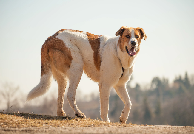 Rafeiro do Alentejo Guide 2025: Vet Approved Gentle Giant Guardian ✅🐾