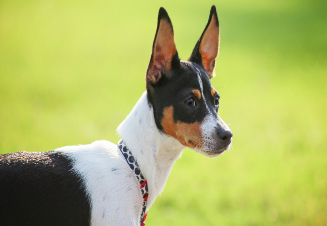 Rat Terrier Guide 2025: Vet Approved Feisty, Loyal Farm to Family Hero ✅🌾