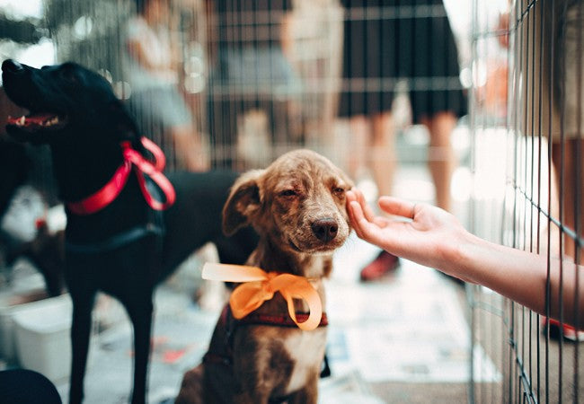 Ready to Foster a Pet in 2025? Vet-Approved Guide 🏡🐶