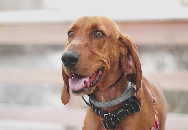 Redbone Coonhound Guide 2025: Vet Approved Fiery Red Tracker ✅🐾