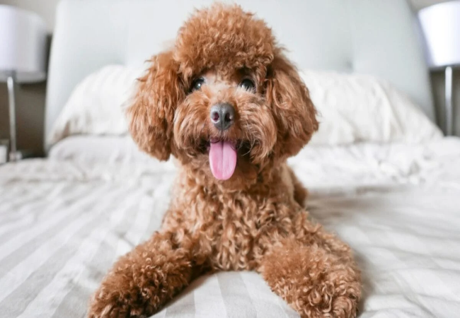 Reduce Anxiety in New Puppies 2025: Vet Approved Strategies 🐶💙