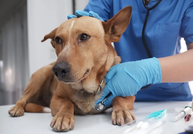 Reducing Pet Fear in the Veterinary Setting: A Vet Approved Guide for 2025 🐶🐱