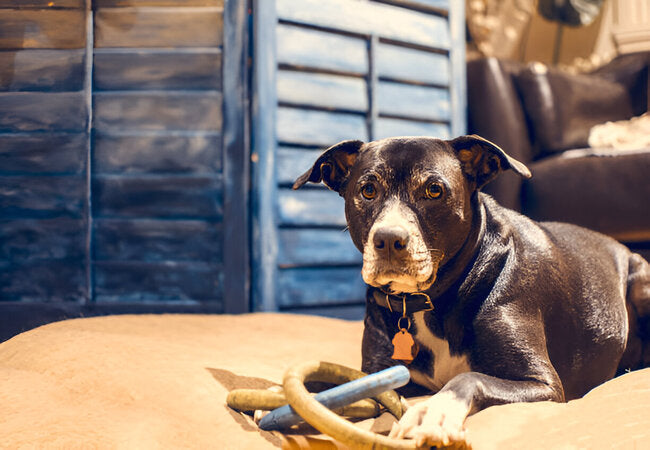 Resource Guarding in Dogs in 2025 – Vet‑Approved Guide to Identifying & Managing Possessive Behaviors 🐶🛡️