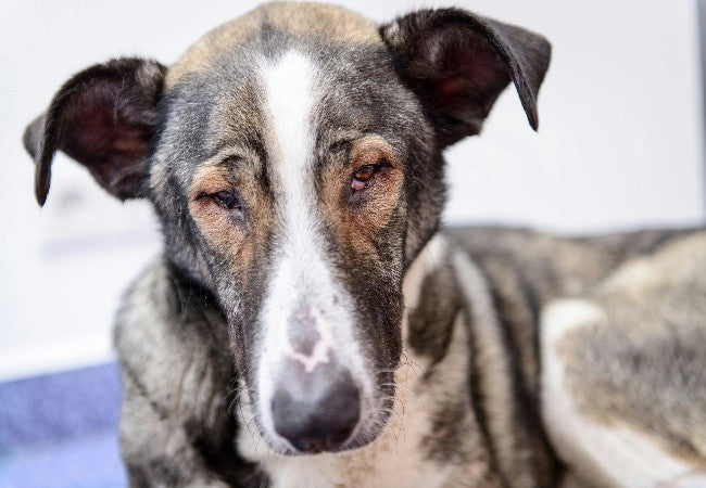 Retinal Hemorrhage in Dogs: Vet-Approved Causes, Symptoms & Treatments (2025 Guide) 🐶💊