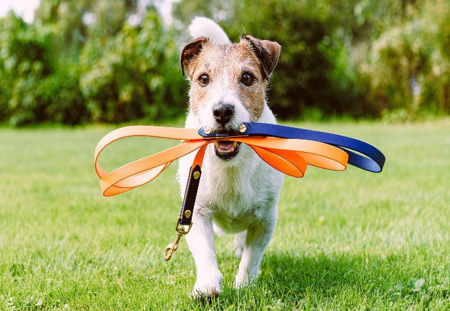Dog Zoomies and the Importance of Leash Safety