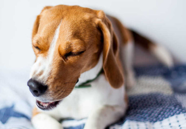 Reverse Sneezing in Dogs 2025: What It Is & When to Be Concerned 🐶✨