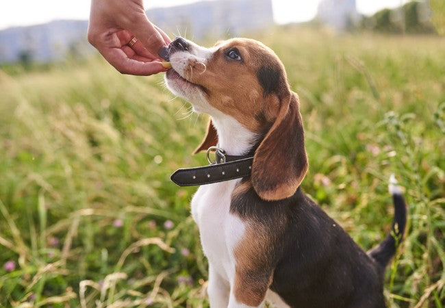 Rewarding the Right Behavior 2025: Vet Tips to Reinforce What You Want 🐶✨