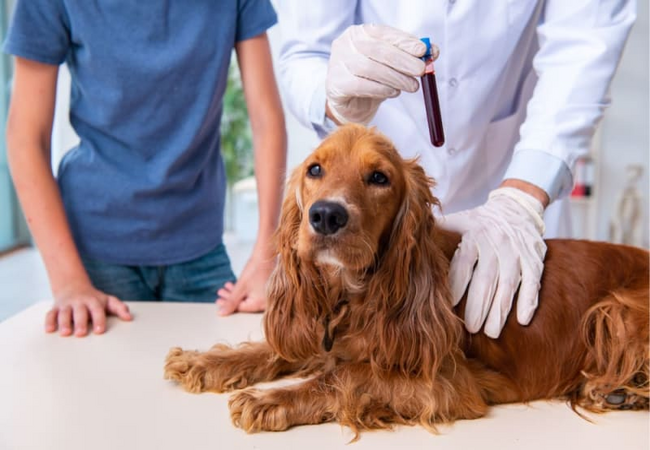 Rhabdomyosarcoma of the Urinary Bladder in Dogs: Veterinary Guide 2025 🩺🐾