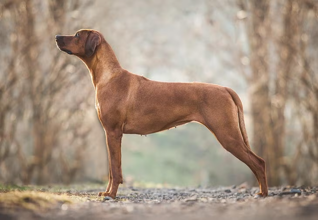 Rhodesian Ridgeback Guide 2025: Vet Approved Majestic “Lion Dog” 🦁 ...