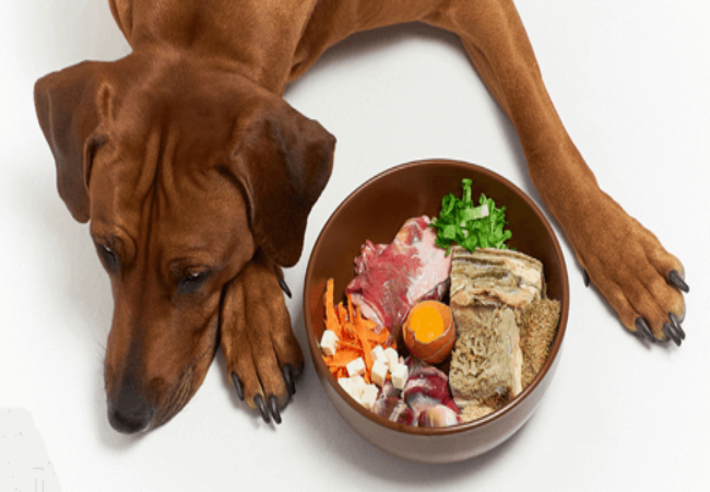 Rotational Feeding for Dogs: Should You Change Proteins or Stick to One Diet?