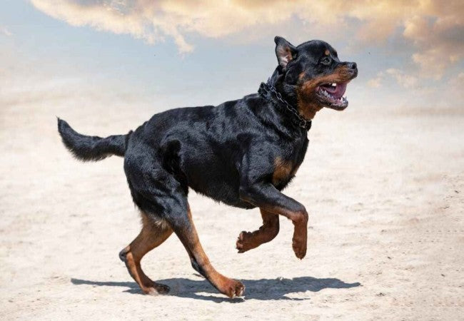 Rottweiler Guide 2025: Vet Approved Powerful Protector & Loyal Companion ✅🎬