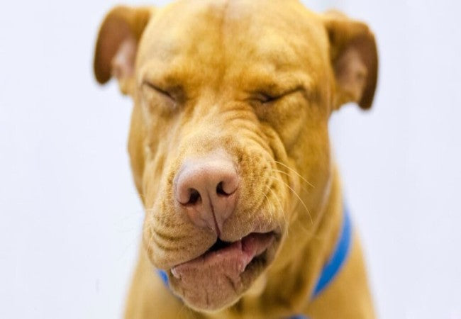 Runny Nose in Dogs 2025: Vet Guide to Causes & Treatment 🤧🐶