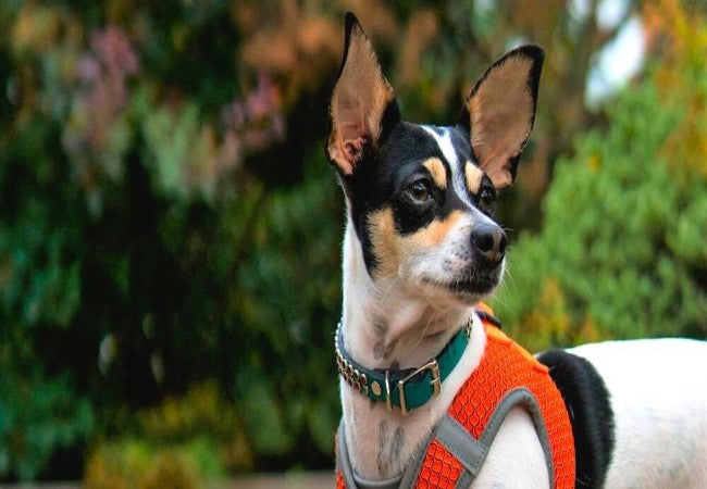 Russell Terrier Guide 2025: Vet Approved Feisty, Fearless Foxhound ✅🐾