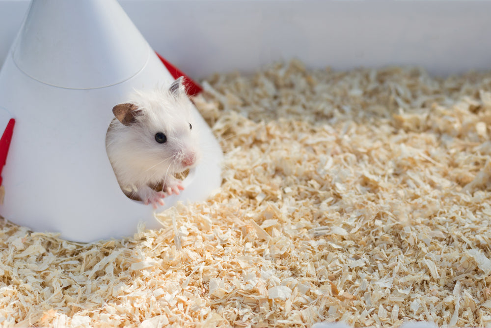 Safe Hamster Toys and Accessories: 10 Useful Choices