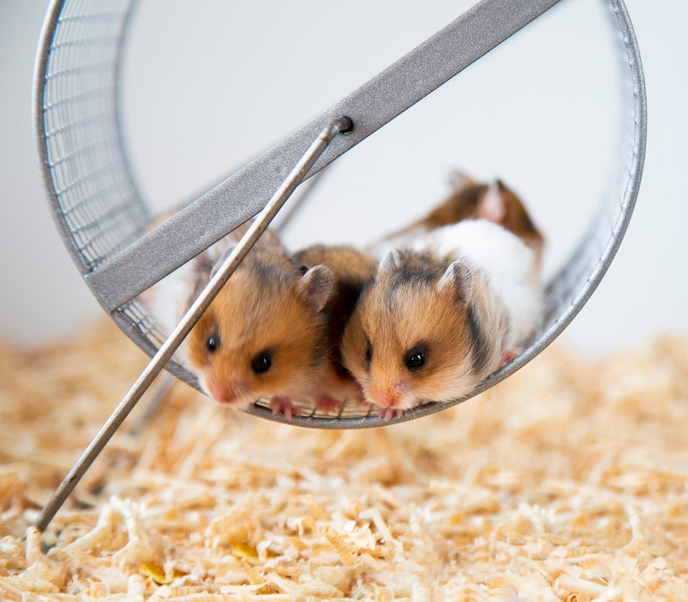Safe Hamster Toys and Accessories: Wheels, Hides and Enrichment