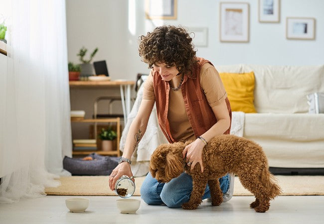 Safe & Happy Pets: 2025 Vet-Approved Pet Sitter Checklist 🐱