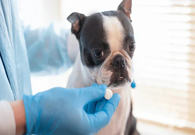 Human Meds Safe for Dogs: 2025 Vet-Approved Medication Guide 💊🐕