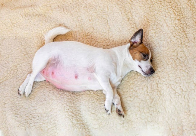 Safe Medication for Pregnant & Lactating Dogs—2025 Vet Guide 💊🐾