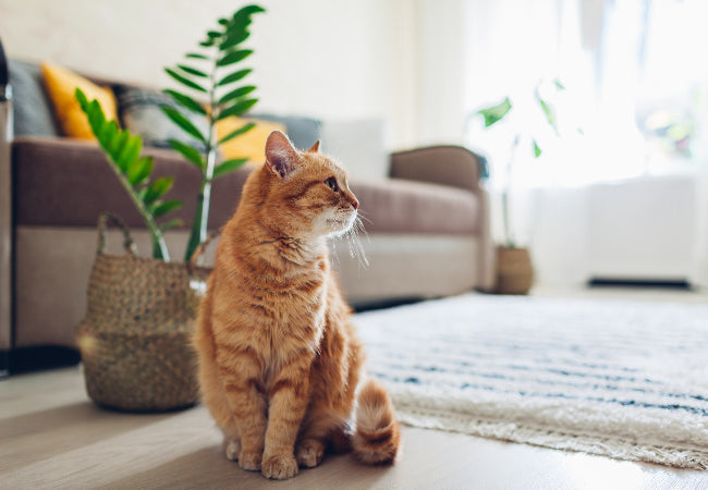 How to Introduce Cats Safely