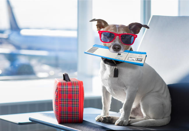 Safely Travel with Pets