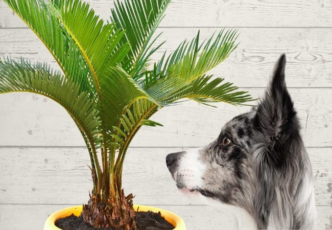 Sago Palm Poisoning in Dogs 2025: Vet Reviewed Guide 🌴🐶