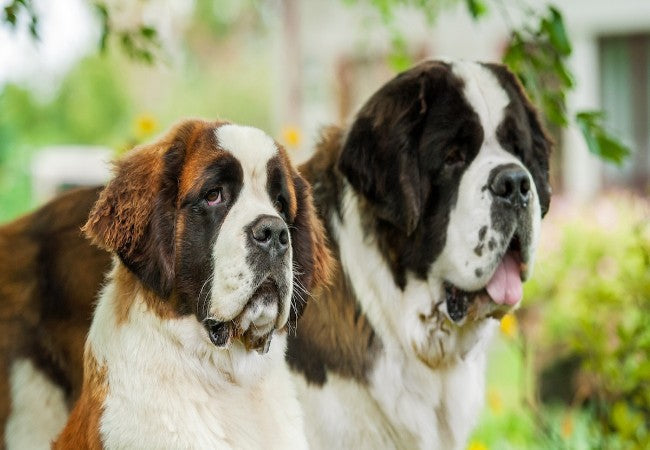 Saint Bernard Guide 2025: Vet Approved Heroic Alpine Rescuer ✅🏔️