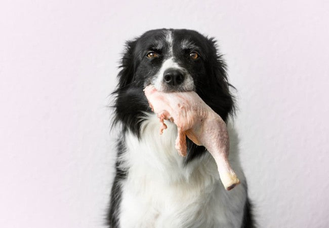 Salmonella in Dogs (2025): Vet Guided Prevention, Symptoms & Treatment 🐶🦠