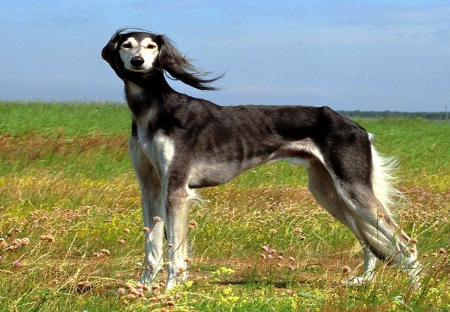 Saluki Guide 2025: Vet Approved Regal Middle Eastern Sighthound ✅🐾