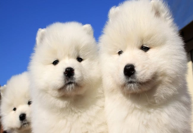 Samoyed Guide 2025: Vet Approved “Smiling Sammies” & Family Snugglers ✅🐾