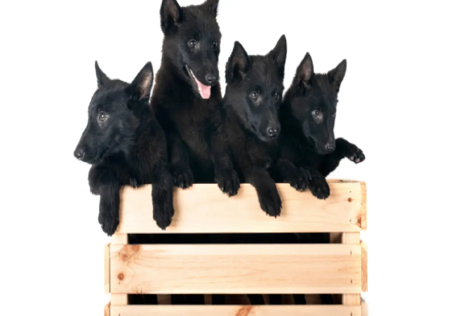 Schipperke Guide 2025: Little Belgian Devil & Loyal Watchdog 🐾🚤