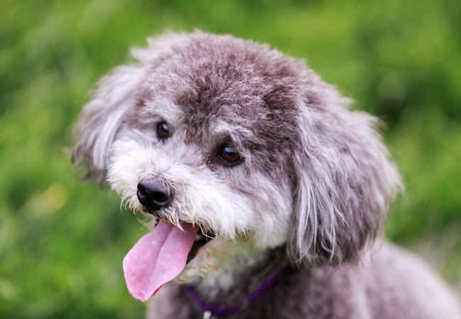 Schnoodle Guide 2025: Vet Approved Smart & Snuggly Schnauzer–Poodle ✅🐶