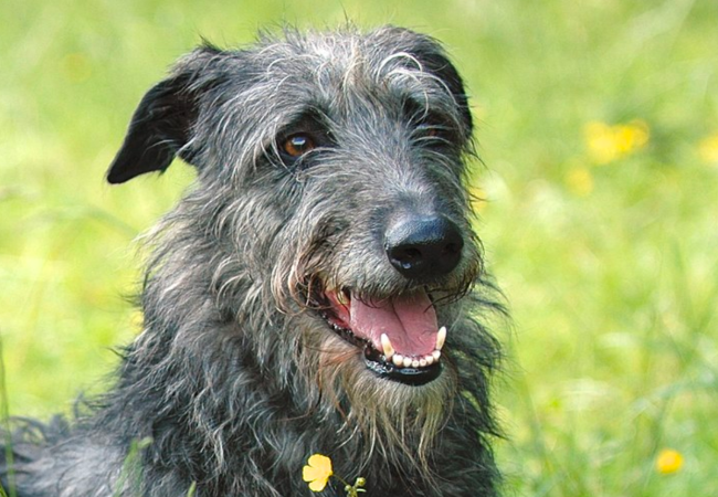 Scottish Deerhound Guide 2025: Vet Approved Regal Gentle Giant ✅🏹