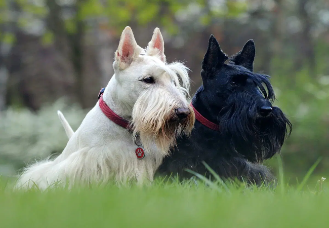 Scottish Terrier Guide 2025: Vet Approved “Diehard” Highland Hero ✅🐾