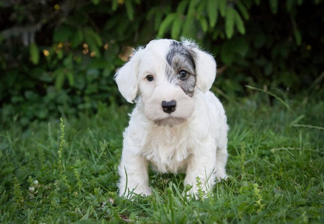 Sealyham Terrier Guide 2025: Vet Approved Bold Welsh Hunter ✅🐶