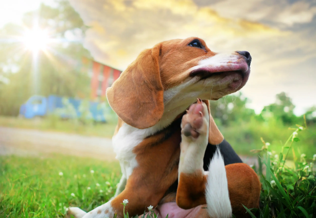 Seasonal Allergies in Dogs – Vet Approved Relief & Treatment Guide 🌼🐶 2025