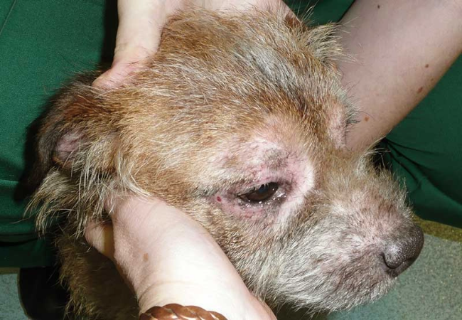 Seasonal Allergies in Dogs in 2025: Vet‑Reviewed Causes, Symptoms & Care 🌼🐶