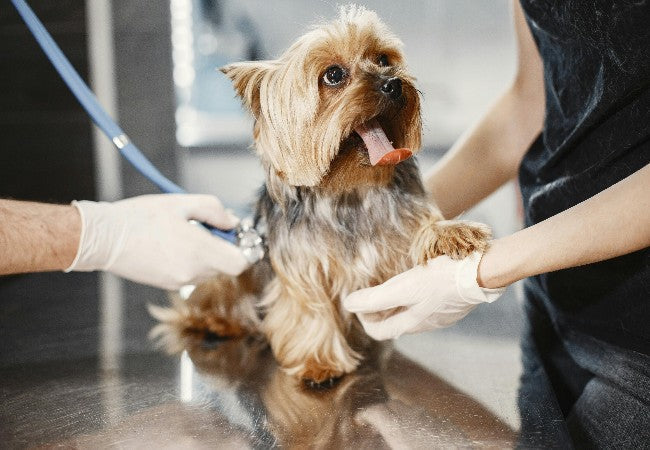 Seeking a Second Opinion from Your Vet: Smart Steps for Pet Parents 2025 🔍🐶
