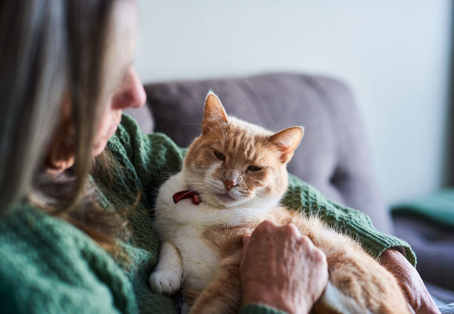 Senior Cat Care